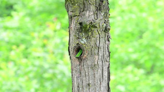 大拟啄木鸟树洞中抚育幼鸟合集