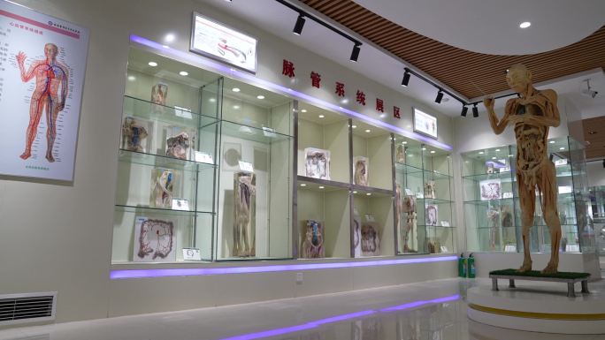 人体结构标本展示