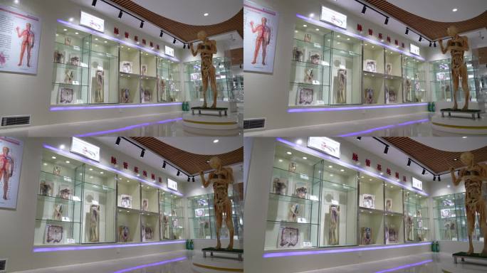人体结构标本展示