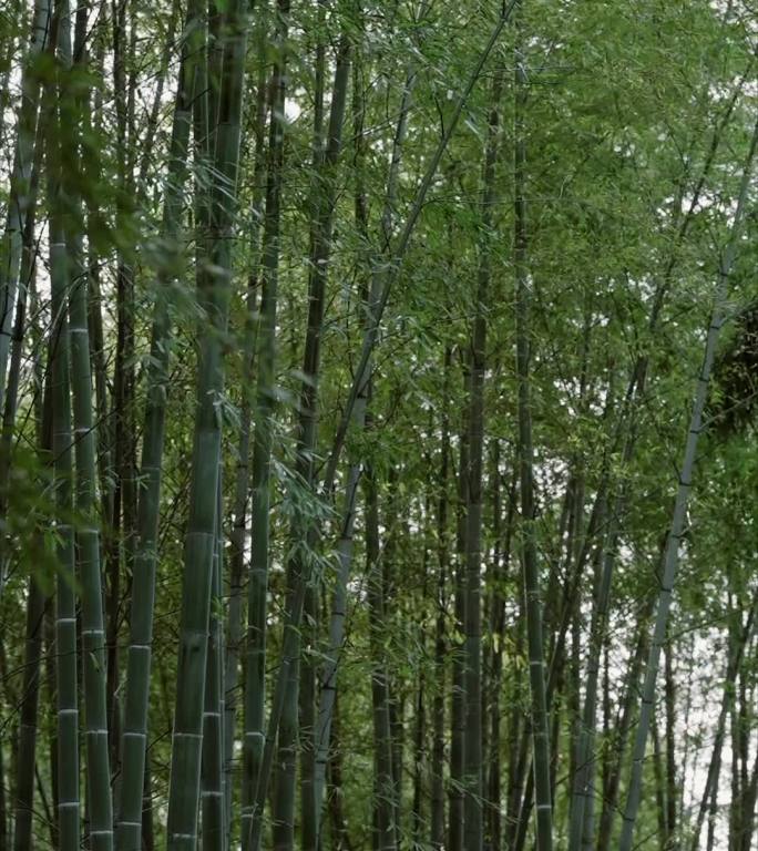 竹林 竹子 绿色
