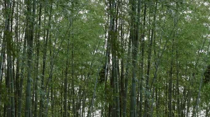 竹林 竹子 绿色