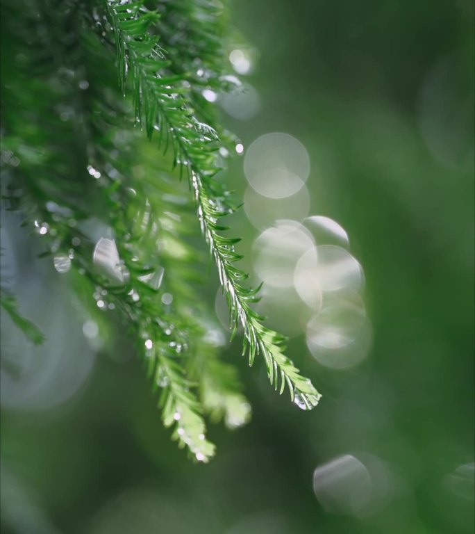 雨后的树叶