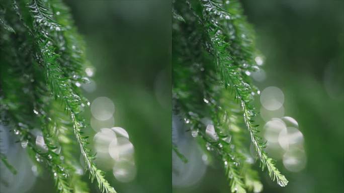 雨后的树叶