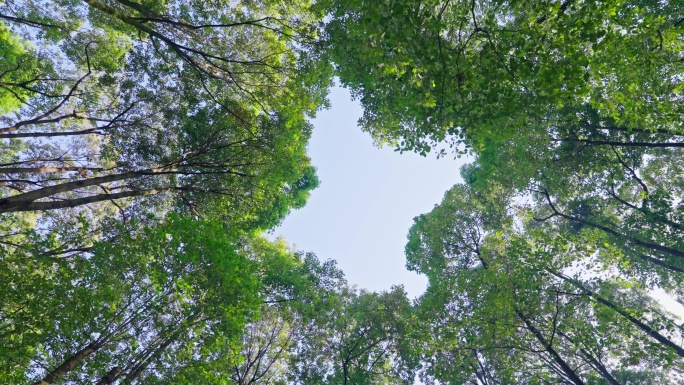 大自然阳光穿透树林
