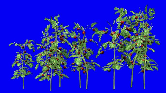 3D番茄植物集群与风的效果蓝屏3D动画。你可以很容易地键出(删除)蓝屏只需点击使用任何视频编辑器。