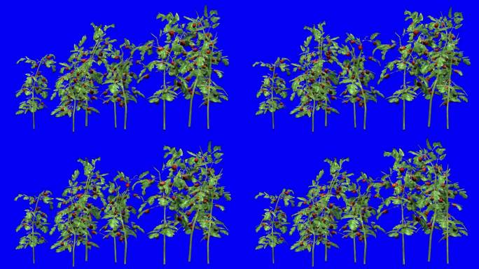 3D番茄植物集群与风的效果蓝屏3D动画。你可以很容易地键出(删除)蓝屏只需点击使用任何视频编辑器。