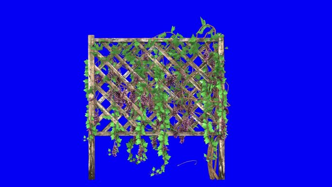 3D栅栏与葡萄藤与风的效果在蓝屏3D动画。你可以很容易地键出(删除)蓝屏只需点击使用任何视频编辑器。