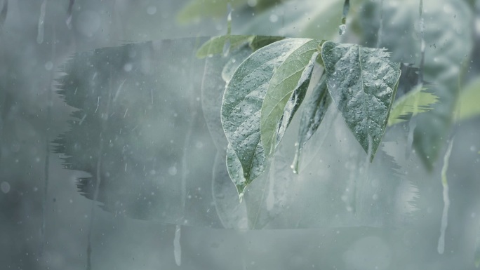 雨滴落在树叶上