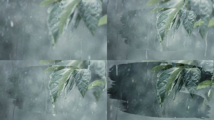 雨滴落在树叶上
