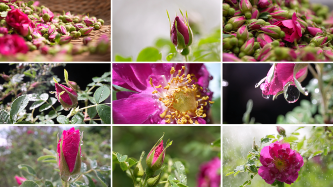 娇艳欲滴的苦水玫瑰花苞