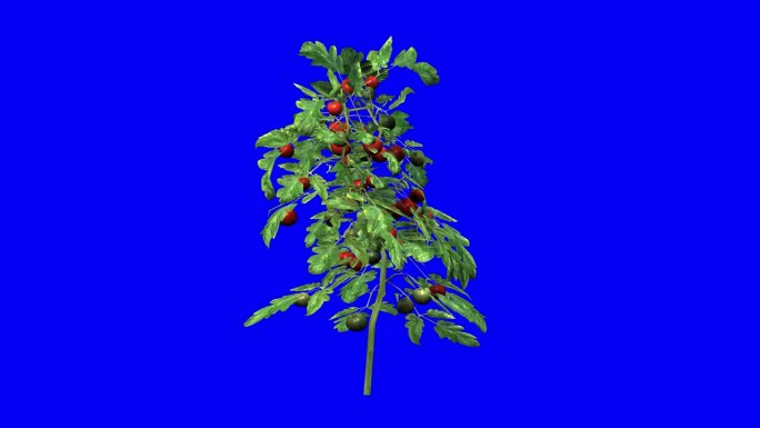 3D番茄植物与风的效果在蓝屏3D动画。你可以很容易地键出(删除)蓝屏只需点击使用任何视频编辑器。