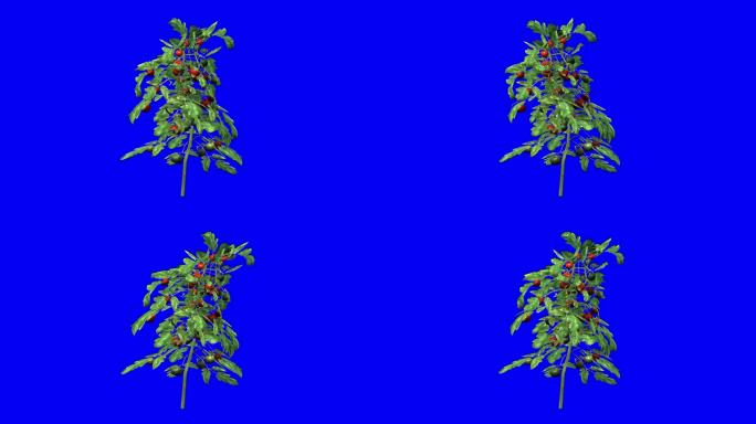 3D番茄植物与风的效果在蓝屏3D动画。你可以很容易地键出(删除)蓝屏只需点击使用任何视频编辑器。