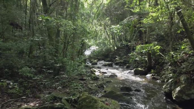 巴西雨林上游雄蜂向前推进