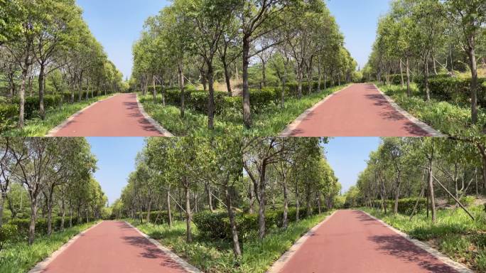 林间红色跑道