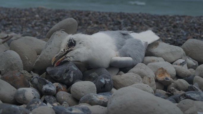 海岸线上的死海鸥