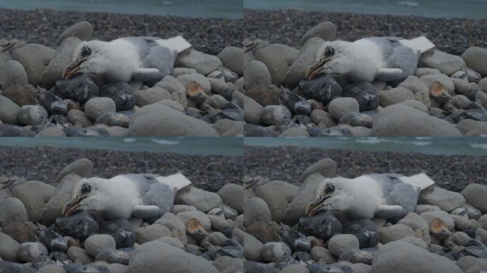 海岸线上的死海鸥