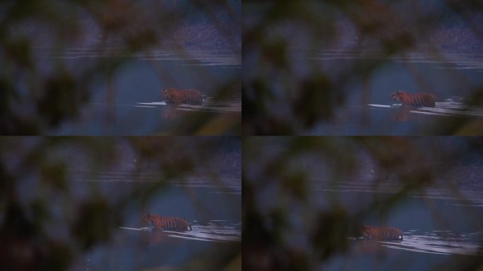 一只美丽的皇家孟加拉虎在印度的森林里游泳