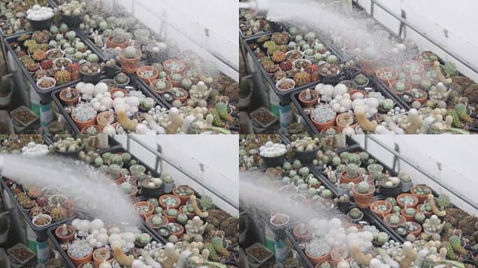 在温室里给仙人掌浇水