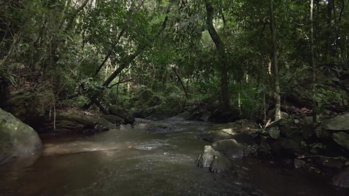 巴西雨林沿河雄蜂向前推进