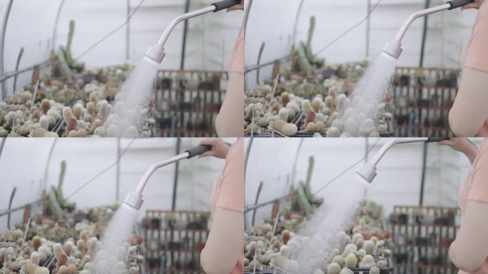 一个穿着粉色衬衫的人正在给各种各样的收藏品浇水