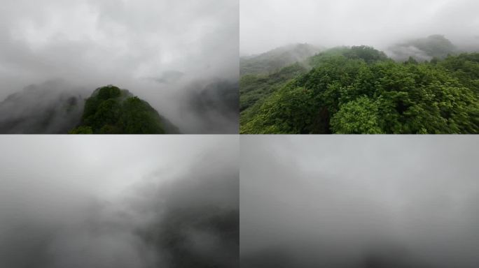 云海穿越机森林雾气笼罩的绿色山峰青城山