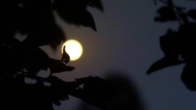 月夜树影