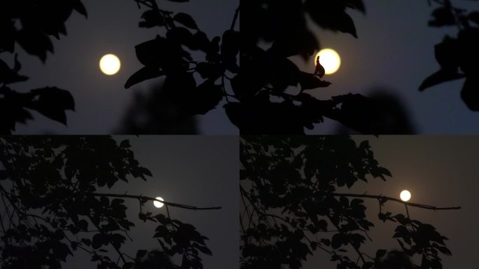 月夜树影