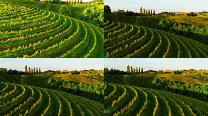鸟瞰图阳光明媚的葡萄园行在黎明