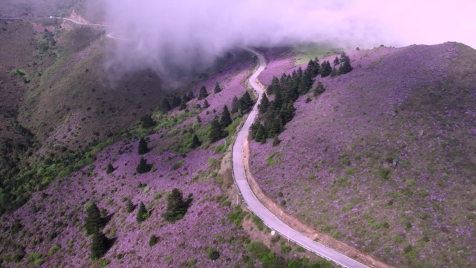 航拍白草坡索玛花