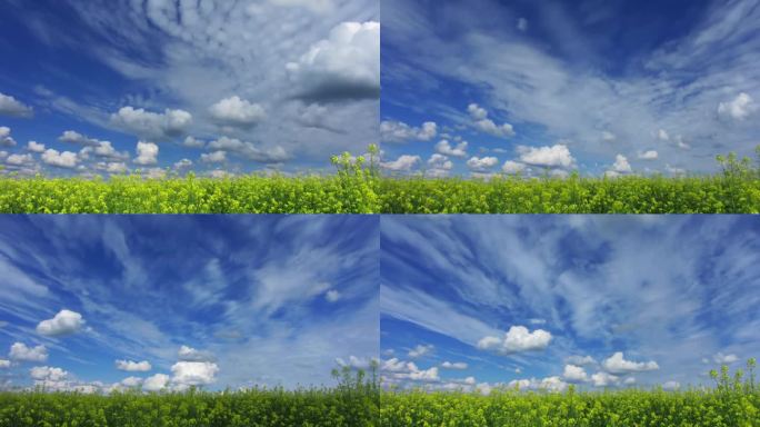 蓝天白云下的黄色田野