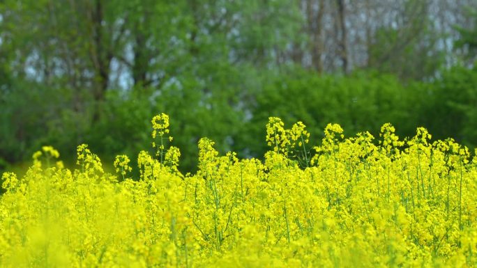 黄色的油菜花在田野里，背景是模糊的树木和绿色植物，显示蝴蝶飞来飞去