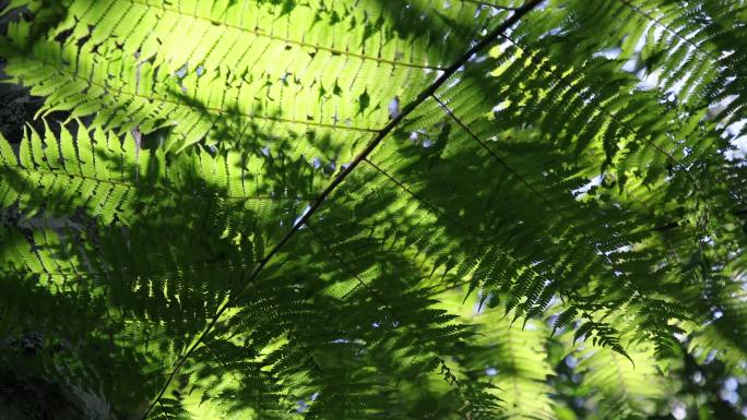 夏至视频| 夏天的植物、昆虫与光影