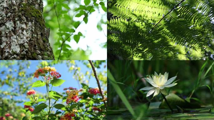 夏至视频| 夏天的植物、昆虫与光影