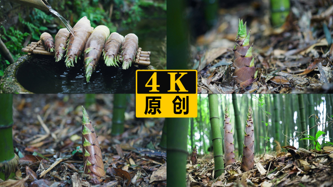 竹林竹笋