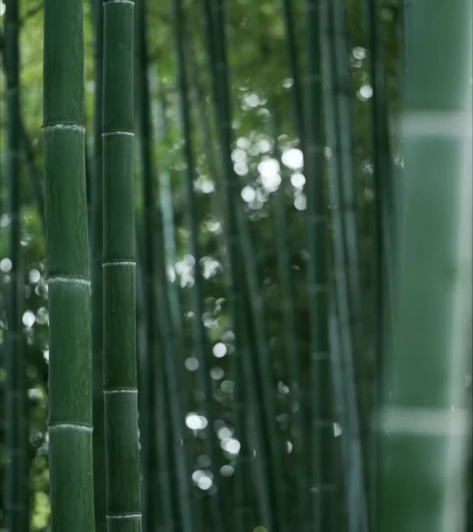 风吹竹林摇曳
