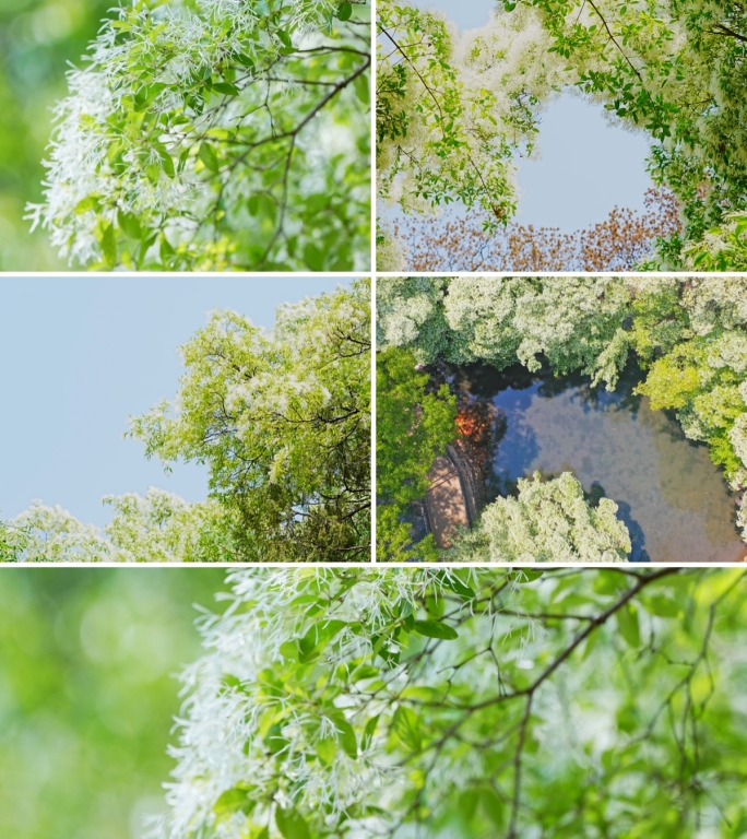 流苏花 流苏树