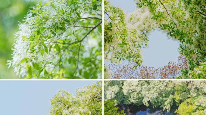流苏花 流苏树