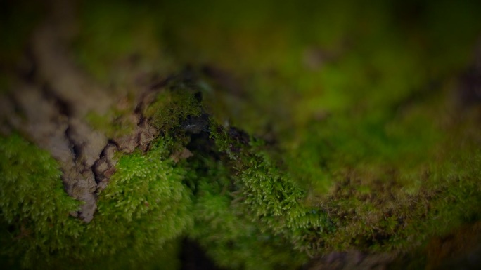 天然森林景观中的陆生植物，树干上的绿色苔藓