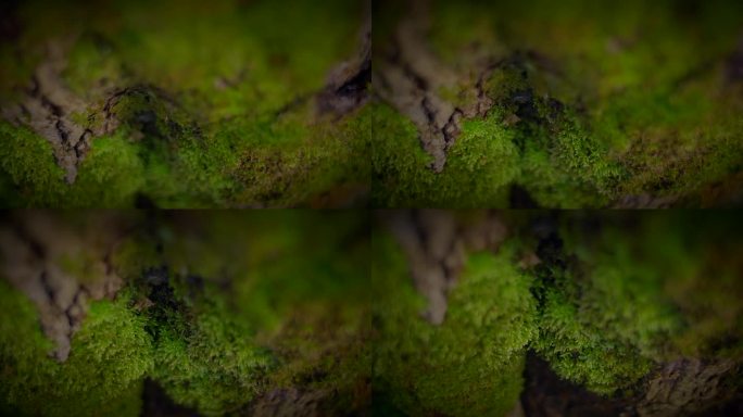 天然森林景观中的陆生植物，树干上的绿色苔藓