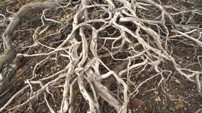 被人类砍伐的树根和干树桩