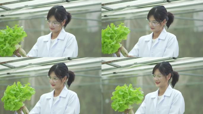 4K女科学家在温室里检查有机蔬菜