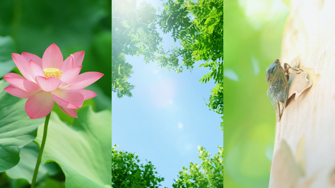 夏至 夏至节气 竖版