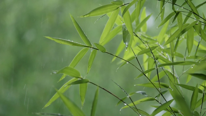 竹林下雨竹叶雨水清新意境
