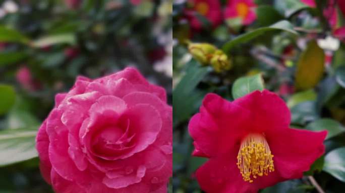 娇艳欲滴的茶花特写