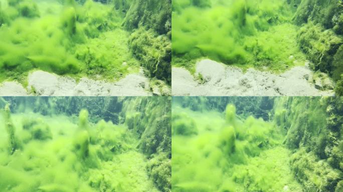 山东济宁-泗水泉林红石泉水底藻类生长鱼群