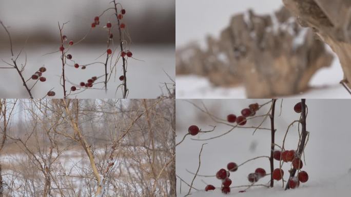 雪地红果枝条特写，冬季雪景植物
