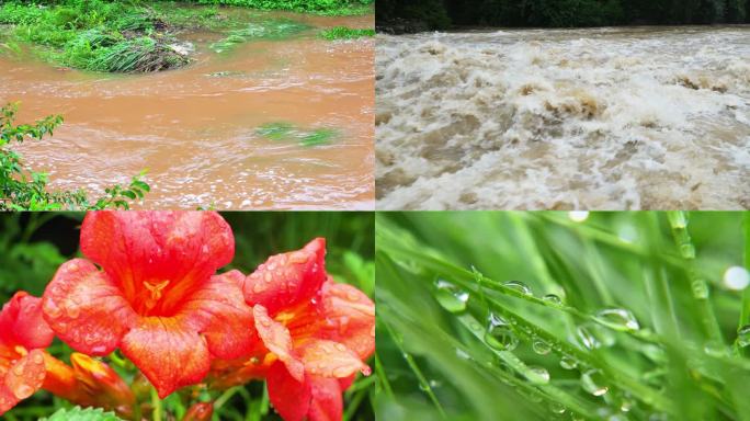 合集夏天下雨洪水洪灾雨滴树叶