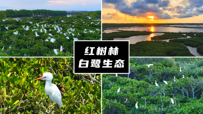 鹭鸟白鹭红树林湿地生态保护_01