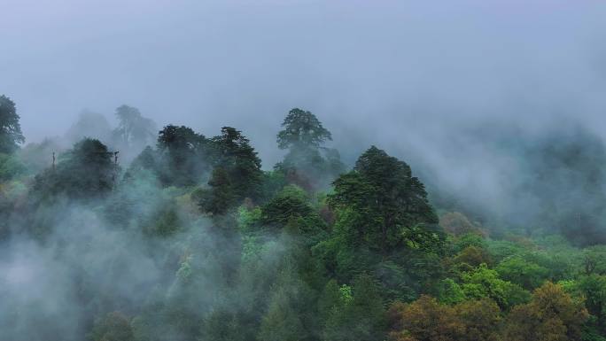 墨脱雨林03