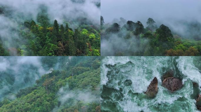 墨脱雨林03